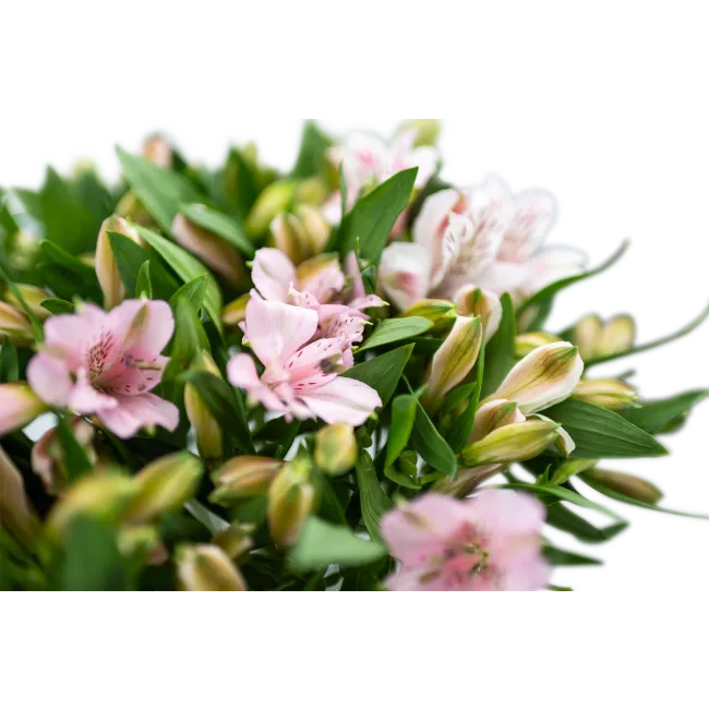 Kytice alstromerii